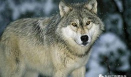 娱乐吃瓜酱狼性,揭秘娱乐圈的狠角色